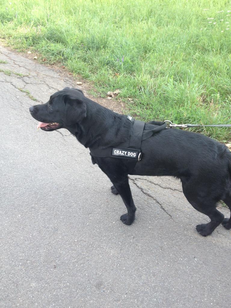 Hundegeschirr Leder mit Handschlaufe fur Labrador